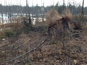 Duck blind  